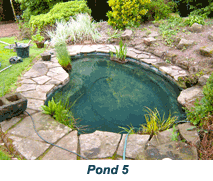 garden pond cleaning 5