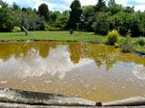 clean garden pond oxford 2
