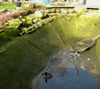 garden pond cleaning oxford 2